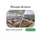 Fichier email Élevages de Porcs - Fichier email Agriculture - Élevage