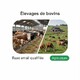 Fichier email Élevages de Bovins - Fichier email Agriculture - Élevage