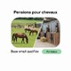 Fichier email des Pensions pour Chevaux - Fichier email Nature - Animaux
